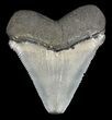 Serrated, Chubutensis Tooth - Megalodon Ancestor #61734-1